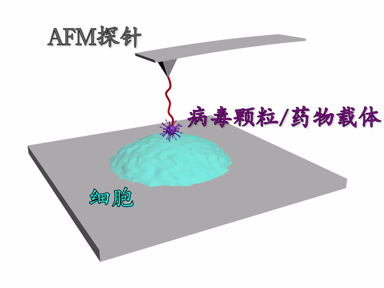 纳米药物与细胞相互作用动态示意